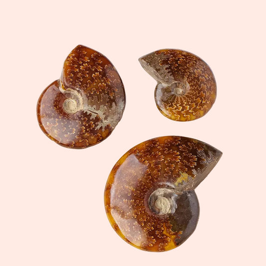 Ensemble de 3 conques fossilisées naturelles de différentes tailles – pierres symbolisant la sagesse du temps et l’énergie de la Terre – Aura Cristal