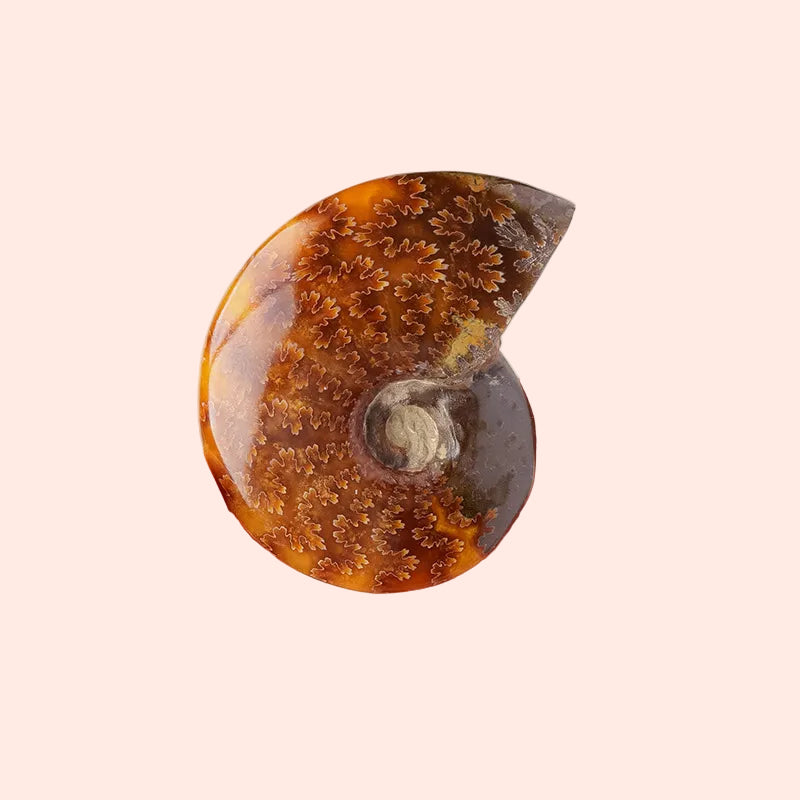 Conque fossilisée naturelle de 2,5 à 4 cm – pierre de transformation et d’énergie ancienne – fossile spirituel décoratif – Aura Cristal