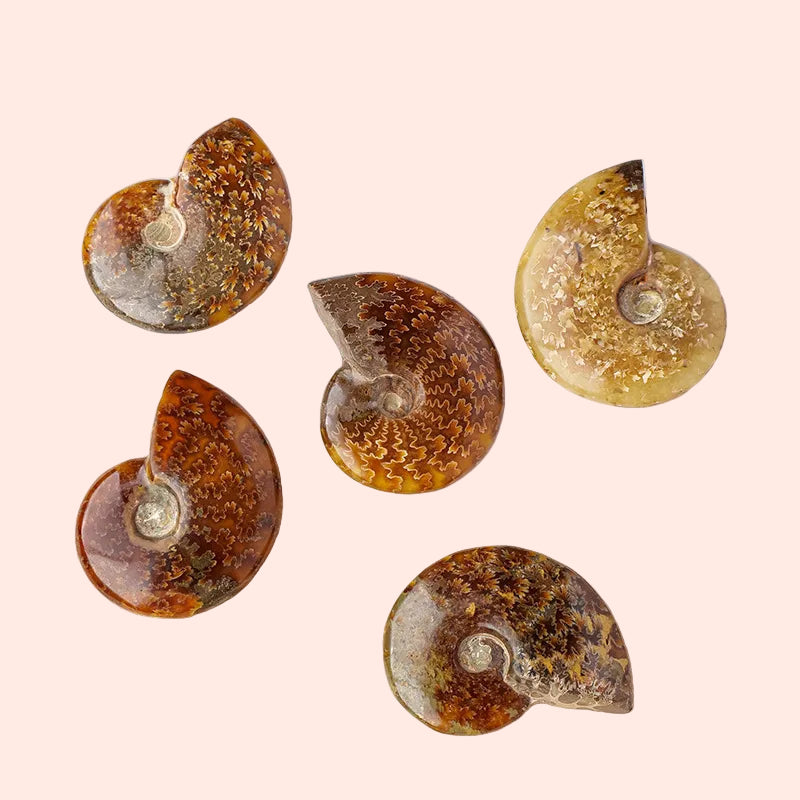 Ensemble de 5 conques fossilisées naturelles de différentes tailles – pierres symbolisant la sagesse du temps et l’énergie de la Terre – Aura Cristal