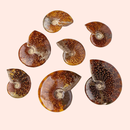 Ensemble de 7 conques fossilisées naturelles de différentes tailles – pierres symbolisant la sagesse du temps et l’énergie de la Terre – Aura Cristal